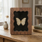 Butterfly Specimen Wood Framed Art, Wavy Scalloped Edge Scalloped Frame, 3-Layer Plywood Shadow Box, Dark Academia Decor