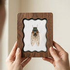 Cicada Taxidermy Wall Art, Scalloped Wood Frame, Vintage Insect Print on Canvas, Dark Academia Decor, Layered Plywood Frame 7x9 11x14 14x18