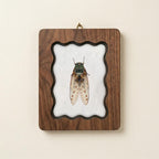 Cicada Taxidermy Wall Art, Scalloped Wood Frame, Vintage Insect Print on Canvas, Dark Academia Decor, Layered Plywood Frame 7x9 11x14 14x18