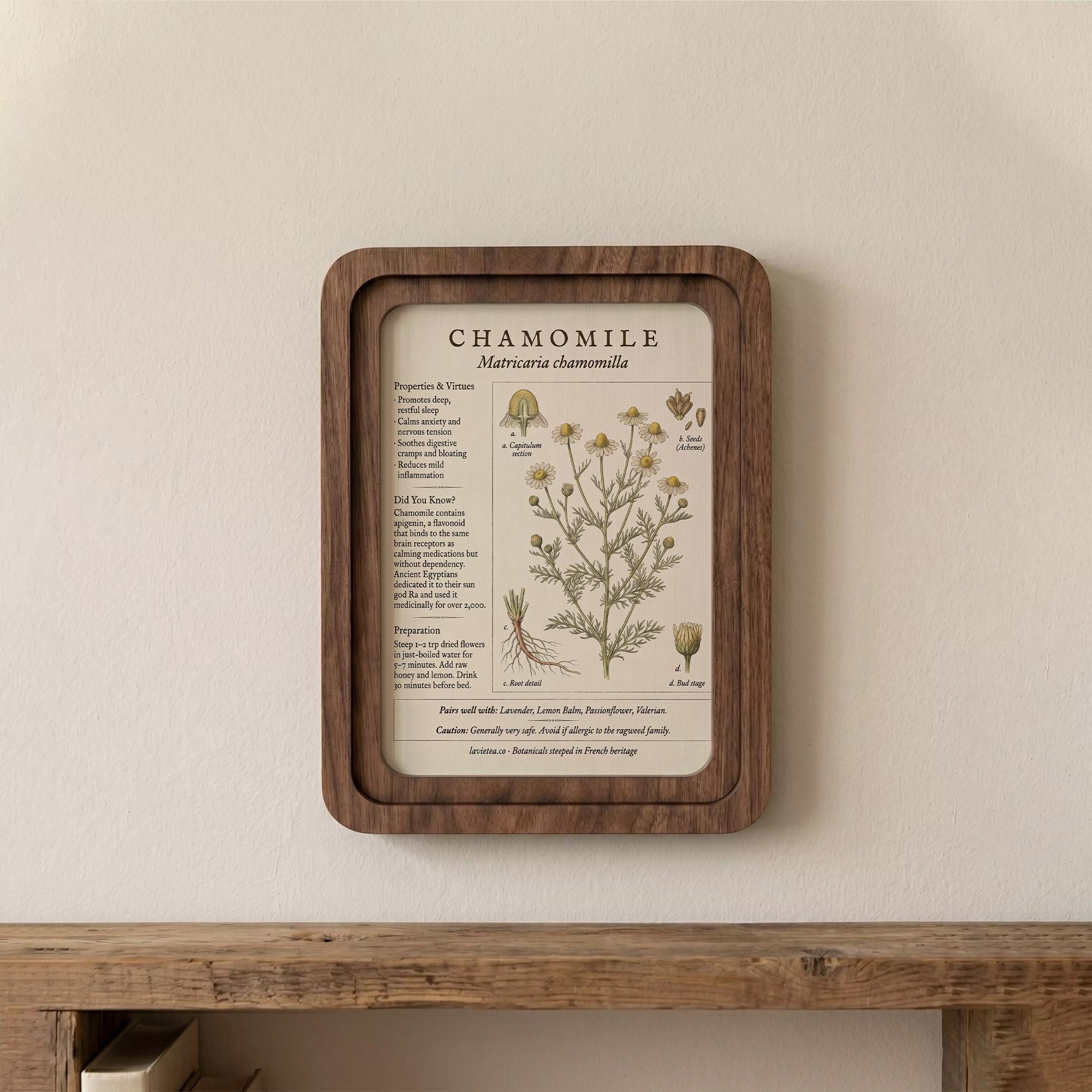 Chamomile Botanical Wall Art, Medicinal Plant Wood Frame Canvas Print, Herbalist Gift, Vintage Herb Decor, 7x9 9x11 11x14 14x18 Inches