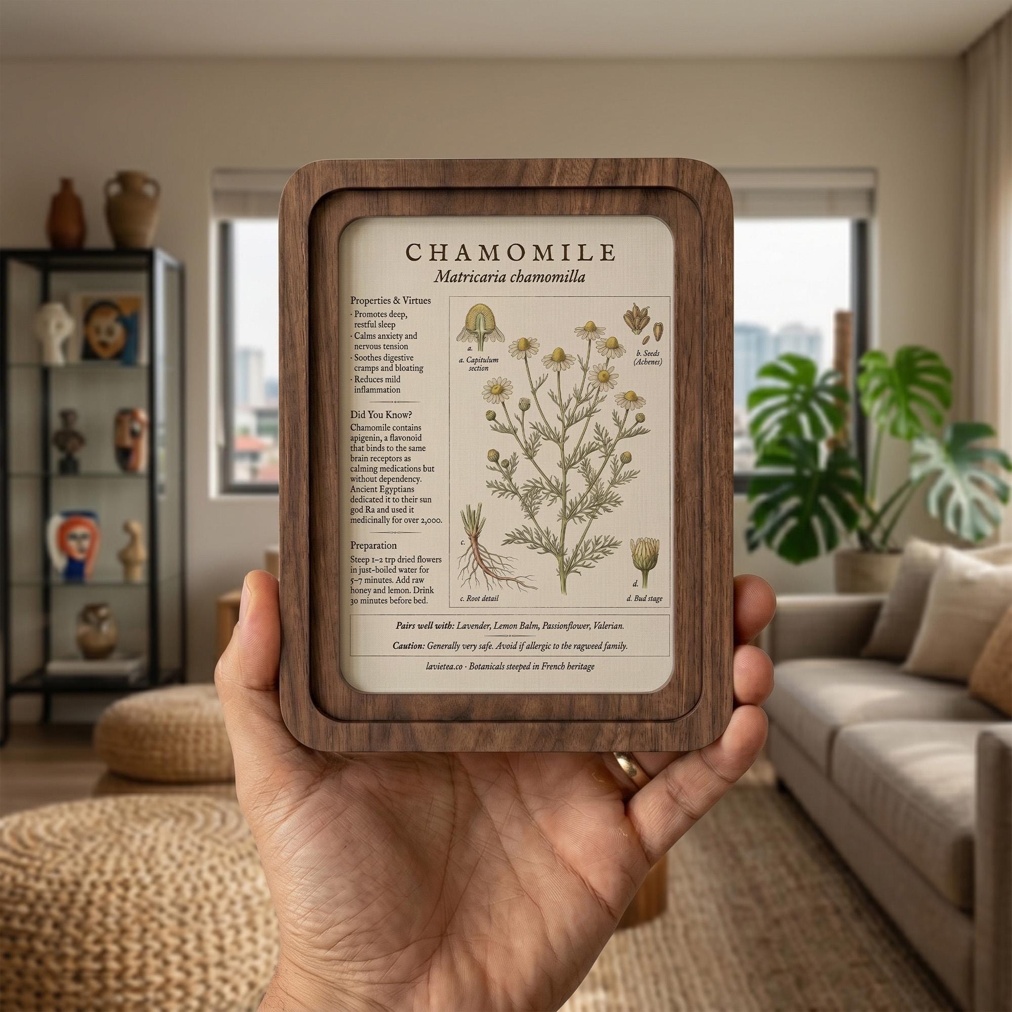 Chamomile Botanical Wall Art, Medicinal Plant Wood Frame Canvas Print, Herbalist Gift, Vintage Herb Decor, 7x9 9x11 11x14 14x18 Inches