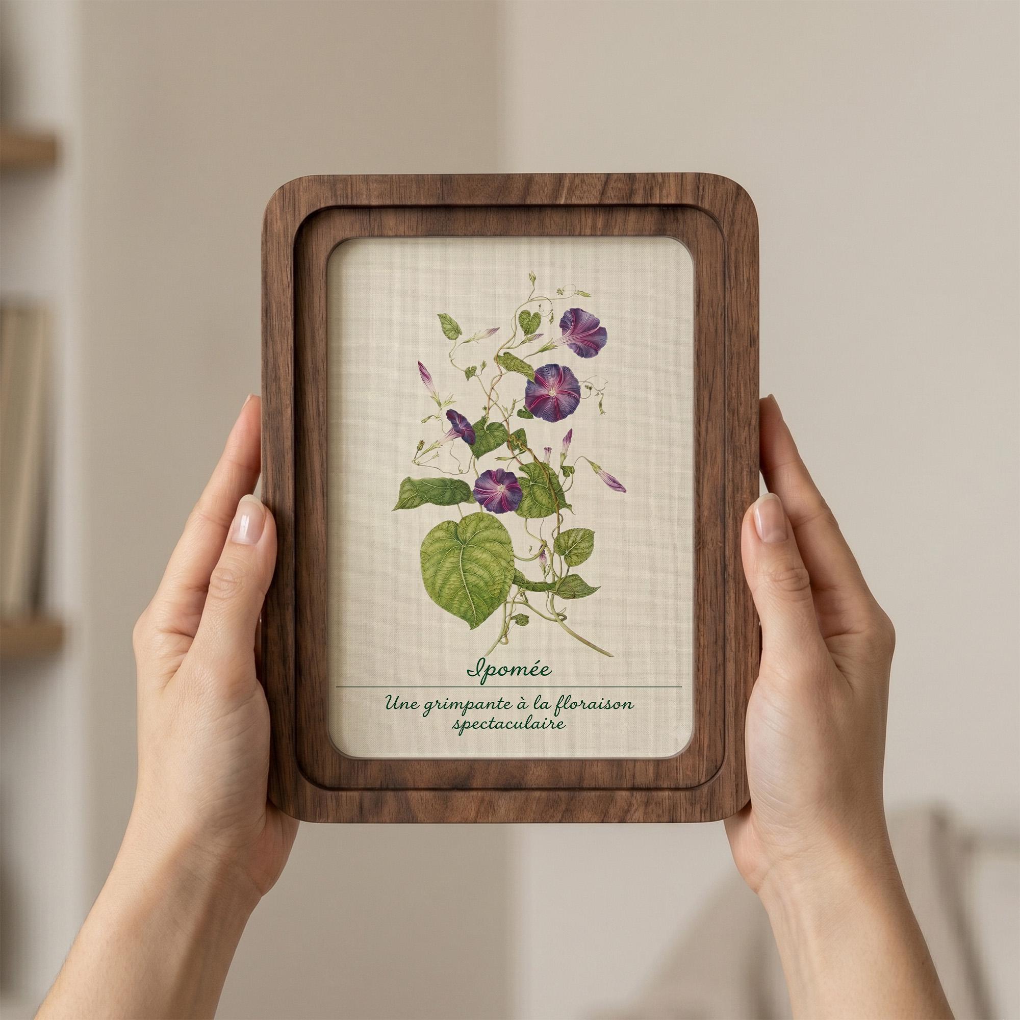 Morning Glory Wall Art, Vintage Botanical Print, Cottagecore Decor, Framed Canvas Wood Art, Purple Flower Gift, Ipomée Art,Nature Wall Decor