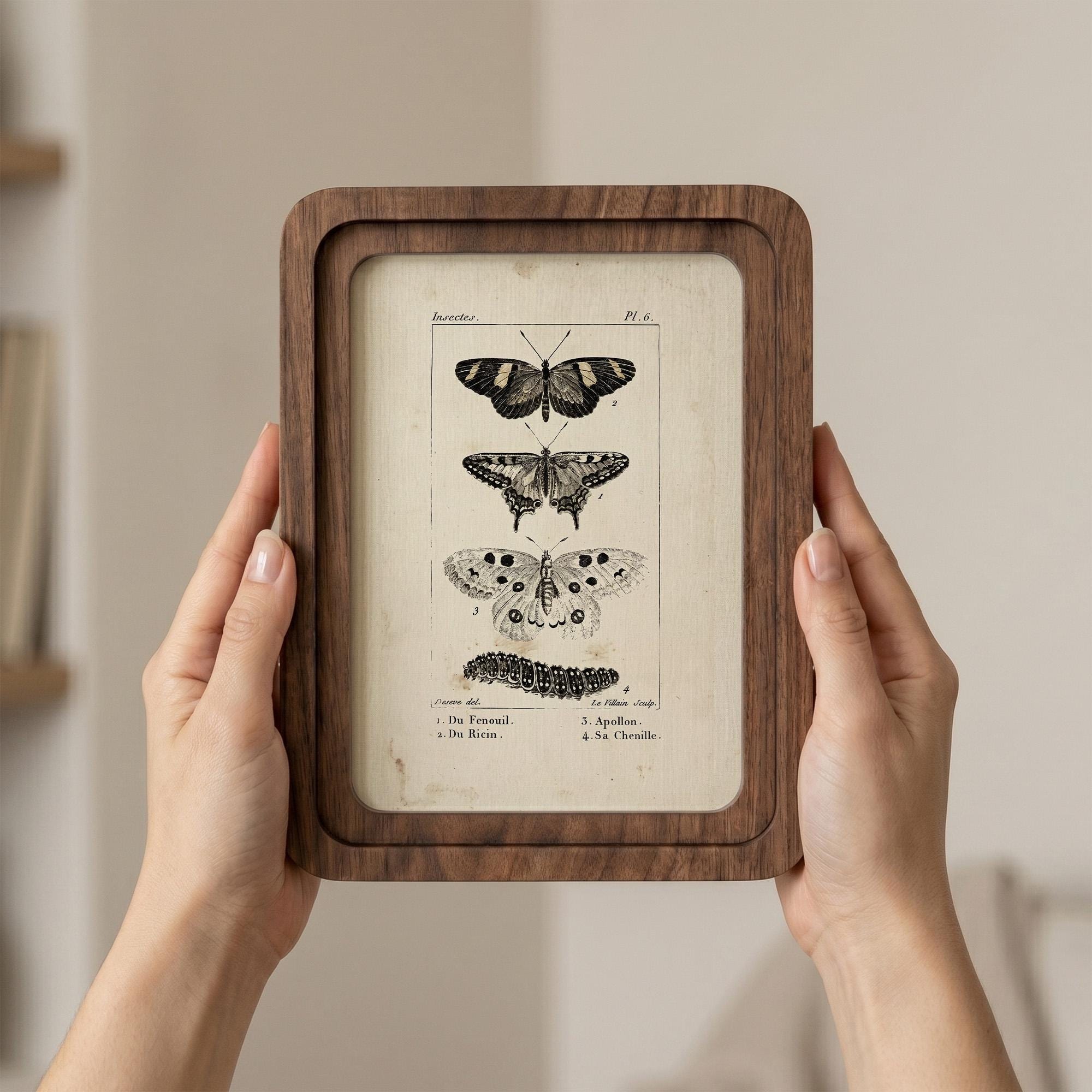 Butterfly Wall Art, Vintage Moth Poster, Cottagecore Decor, Framed Canvas Wood Art, Botanical Illustration, Dark Academia Decor, Nature Gift