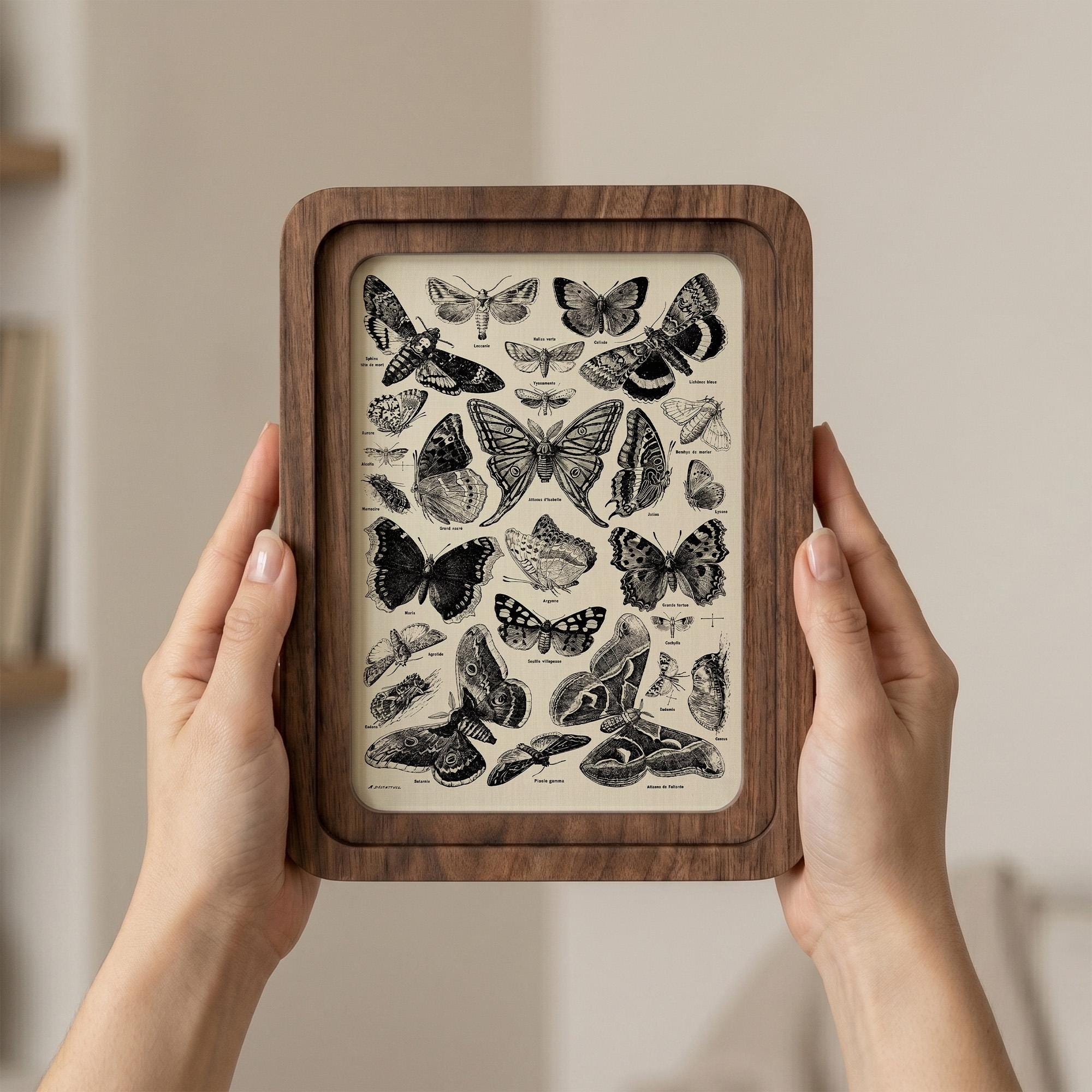 Butterfly Wall Art, Vintage Moth Print, Cottagecore Decor, Framed Canvas Wood Art, Entomologist Gift, Dark Academia Wall Decor, Nature Gift