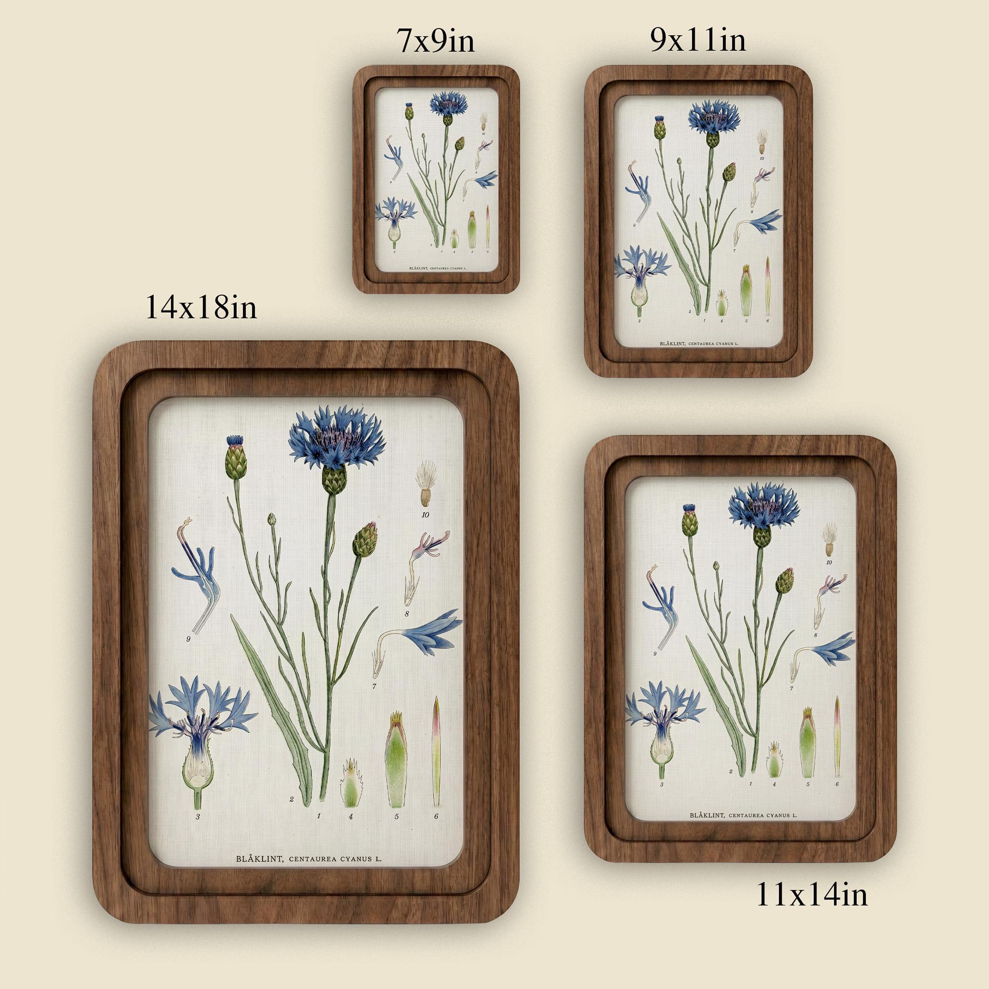Cornflower Botanical Wall Art, Blue Flower Vintage Print on Canvas, 3D Layered Wood Frame, Wildflower Home Decor, Nature Lover Gift