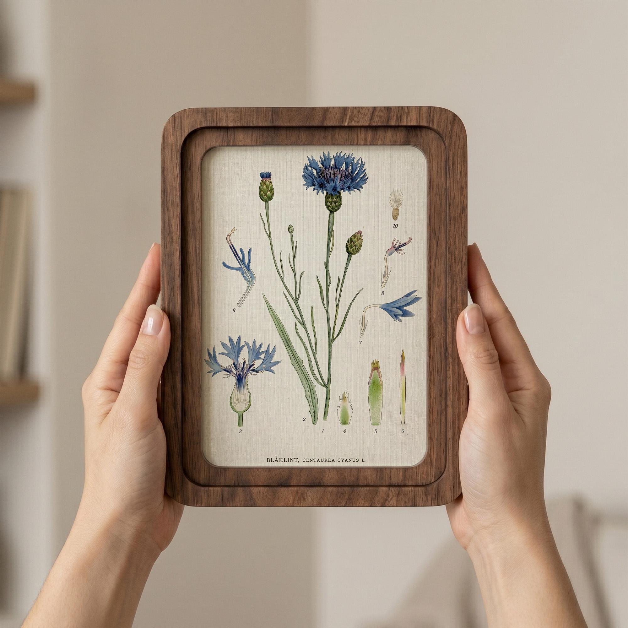 Cornflower Botanical Wall Art, Blue Flower Vintage Print on Canvas, 3D Layered Wood Frame, Wildflower Home Decor, Nature Lover Gift