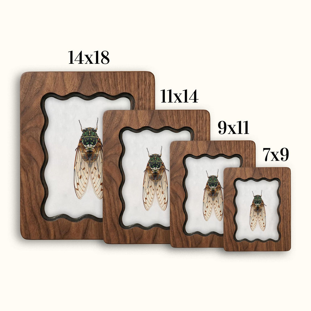 Cicada Taxidermy Wall Art, Scalloped Wood Frame, Vintage Insect Print on Canvas, Dark Academia Decor, Layered Plywood Frame 7x9 11x14 14x18