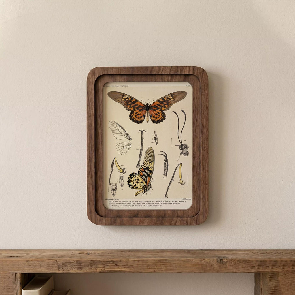 Butterfly Wall Art Vintage Butterfly Print Wood Framed Canvas Entomological Art Butterfly Taxidermy Style Print Dark Academia Room Decor