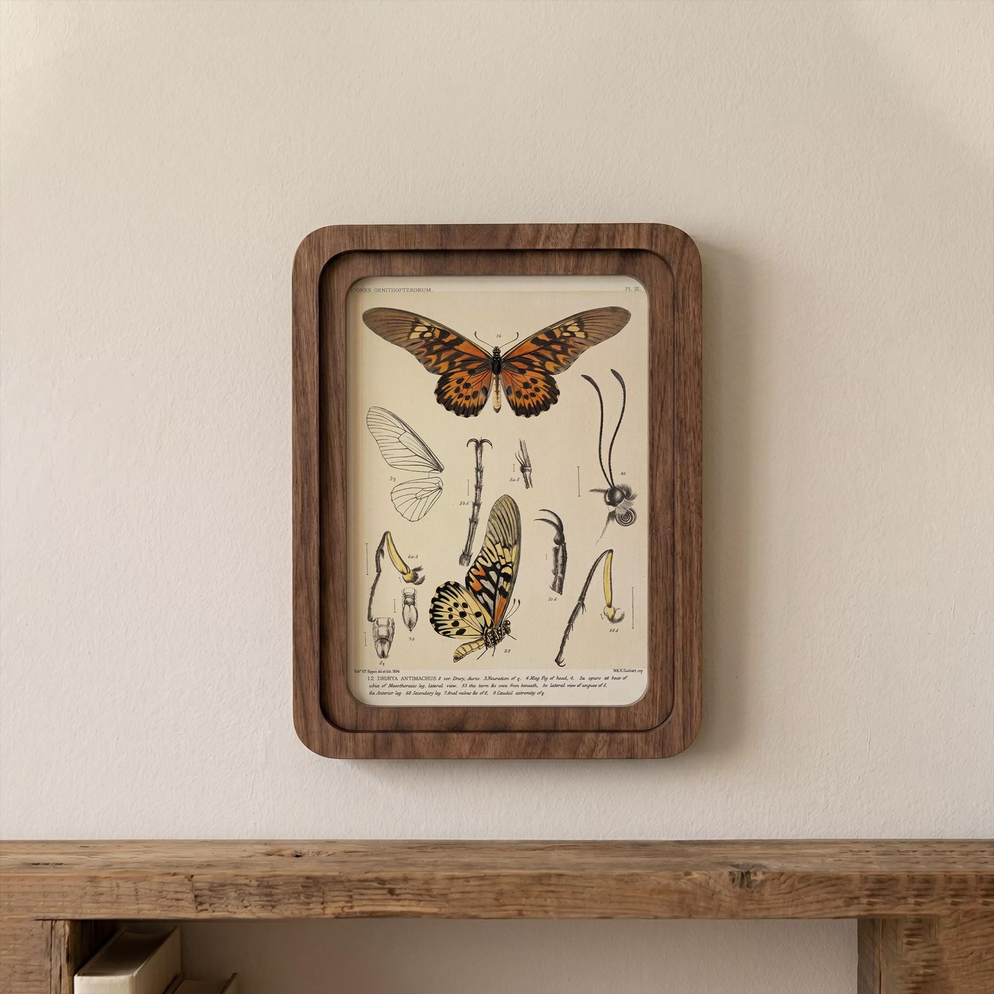 Butterfly Wall Art Vintage Butterfly Print Wood Framed Canvas Entomological Art Butterfly Taxidermy Style Print Dark Academia Room Decor