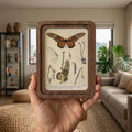 Butterfly Wall Art Vintage Butterfly Print Wood Framed Canvas Entomological Art Butterfly Taxidermy Style Print Dark Academia Room Decor