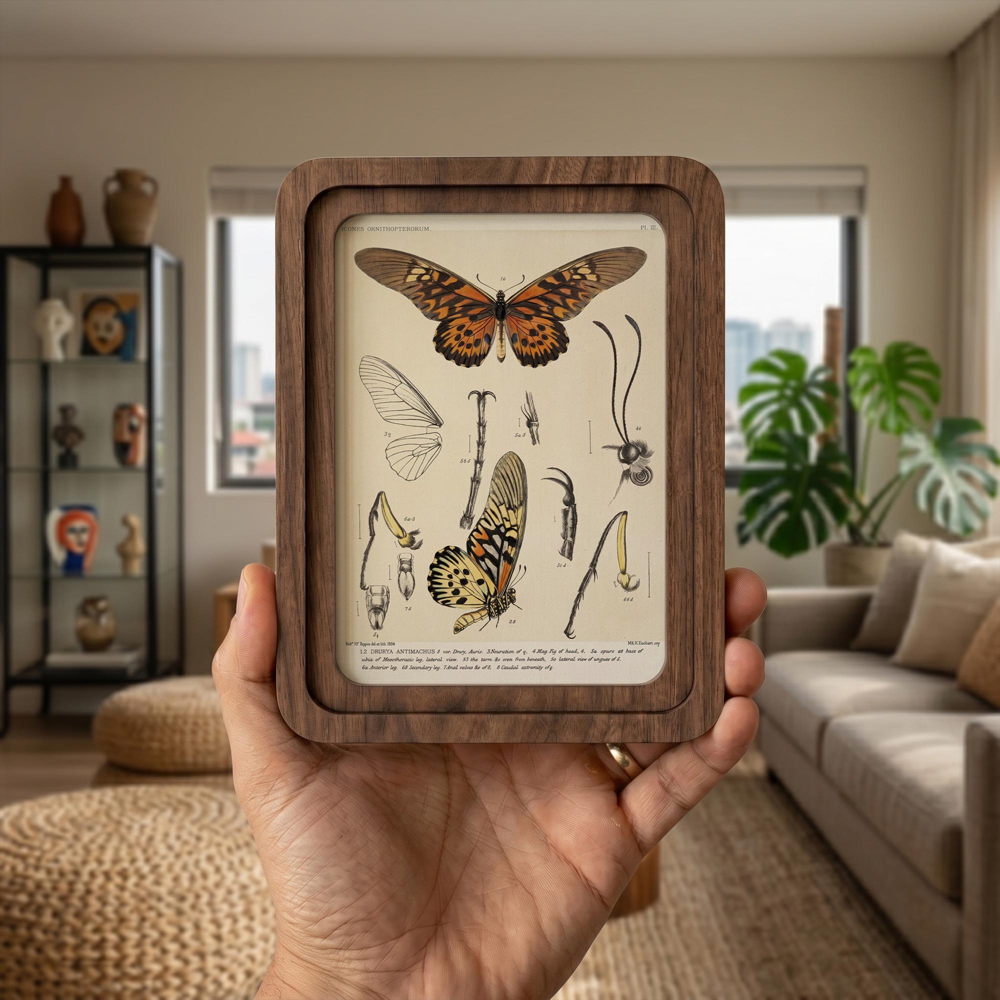 Butterfly Wall Art Vintage Butterfly Print Wood Framed Canvas Entomological Art Butterfly Taxidermy Style Print Dark Academia Room Decor