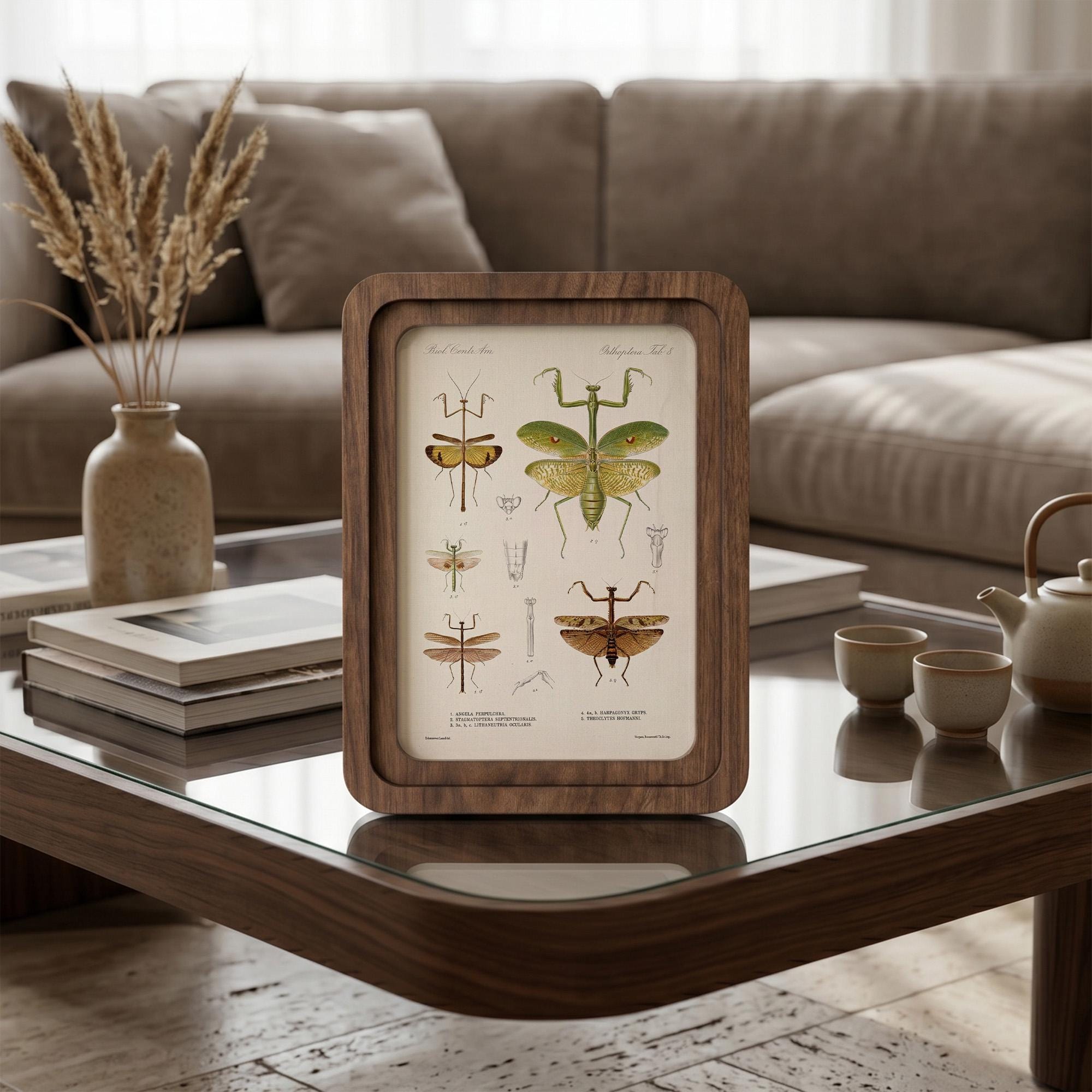 Praying Mantis Wall Art Vintage Entomology Print Wood Framed Canvas Insect Illustration Mantis Decor Dark Academia Art Science Teacher Gift