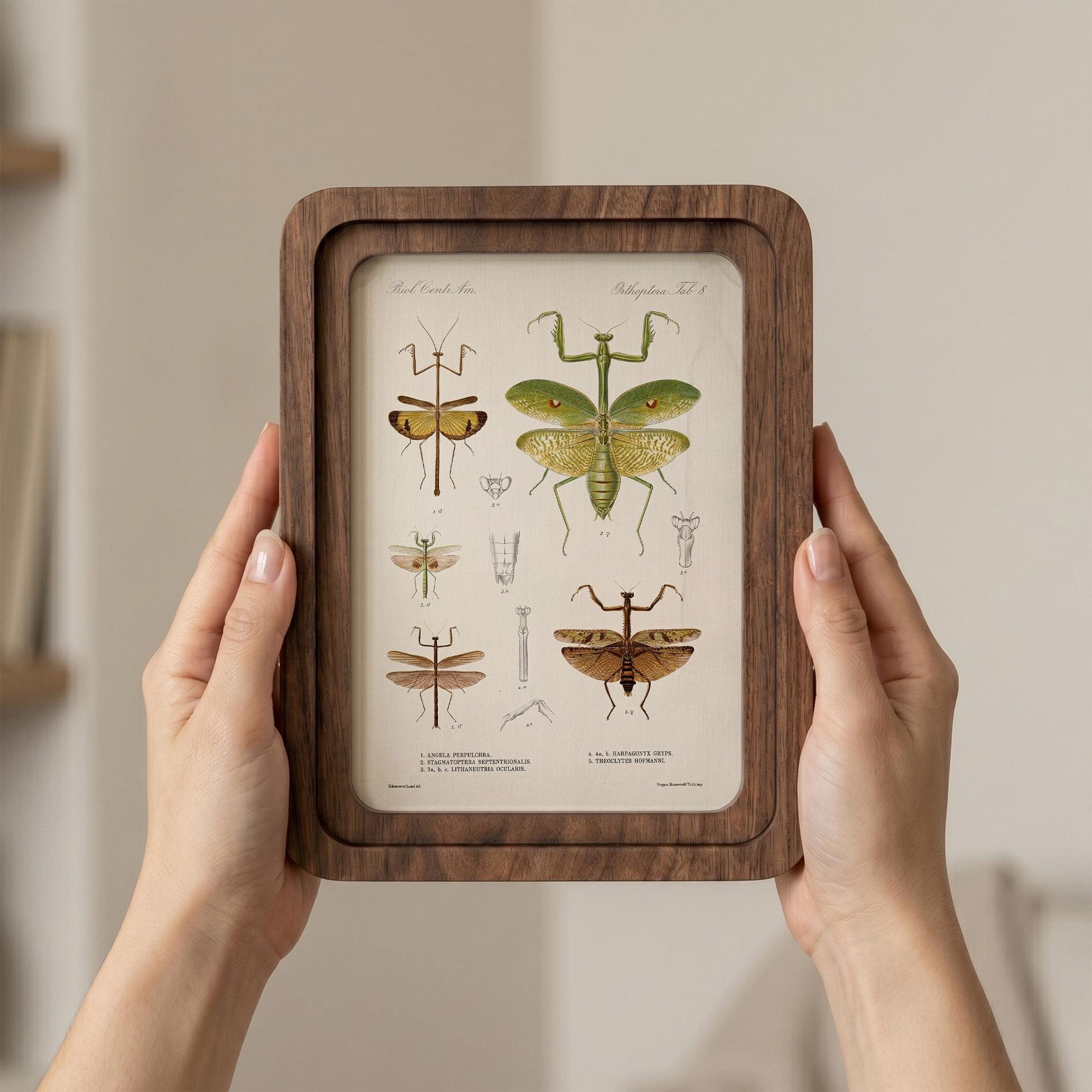 Praying Mantis Wall Art Vintage Entomology Print Wood Framed Canvas Insect Illustration Mantis Decor Dark Academia Art Science Teacher Gift