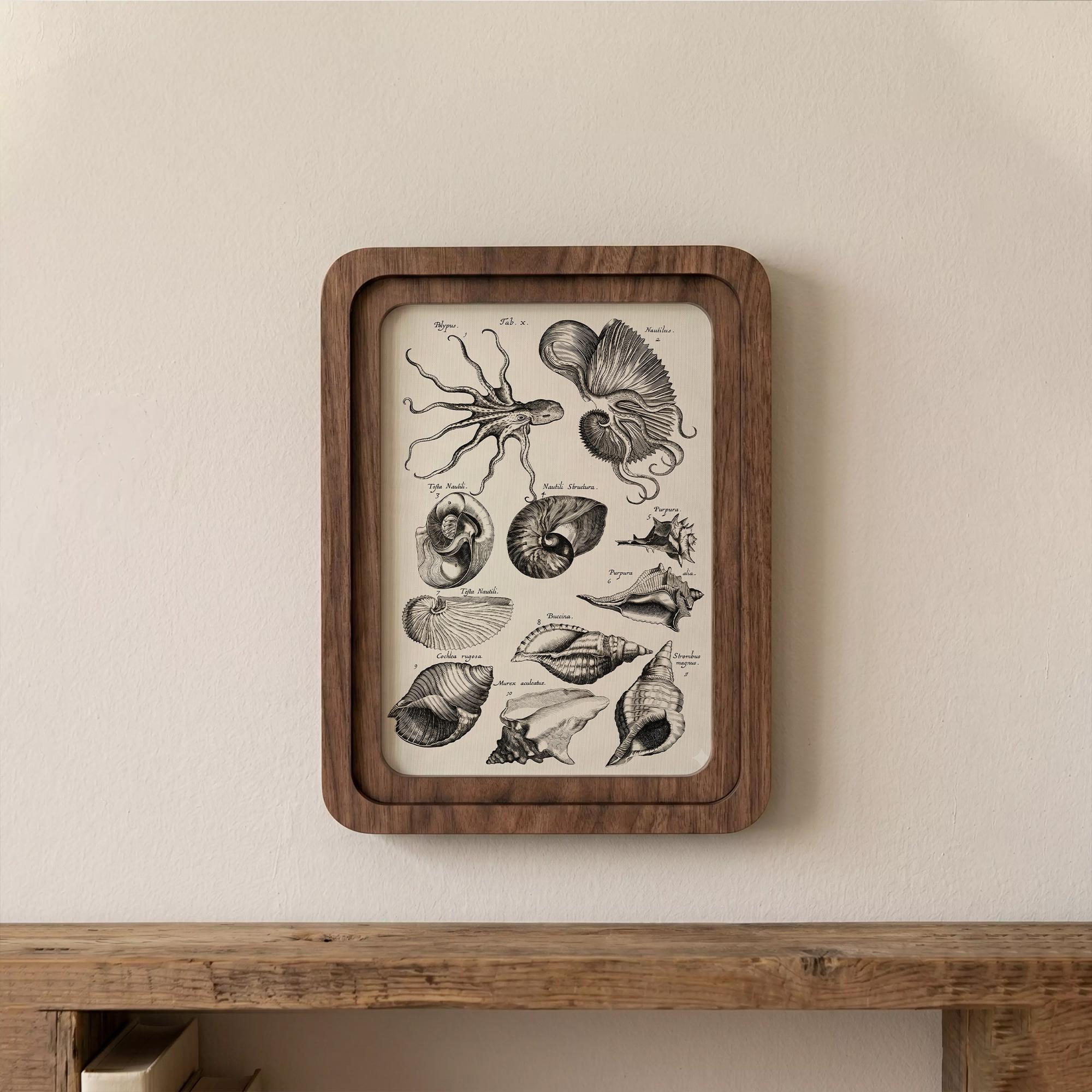 Octopus Vintage Sea Life Wall Art Framed Wood Decor, Nautical Shell Canvas Print, Ocean Biological Illustration, Coastal Beach House Gift