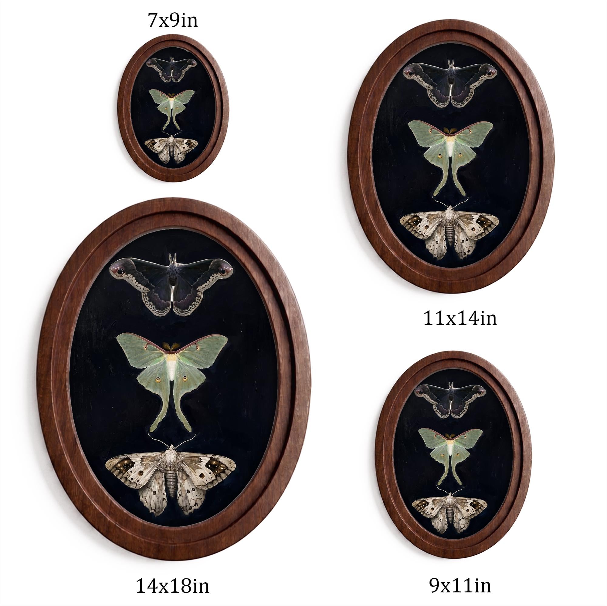 Luna Moth Art, Vintage Moth Print, Oval Wood Frame, Insect Taxidermy, Dark Academia Decor, Oval Picture Frame, Oddities Curiosities Wall Art