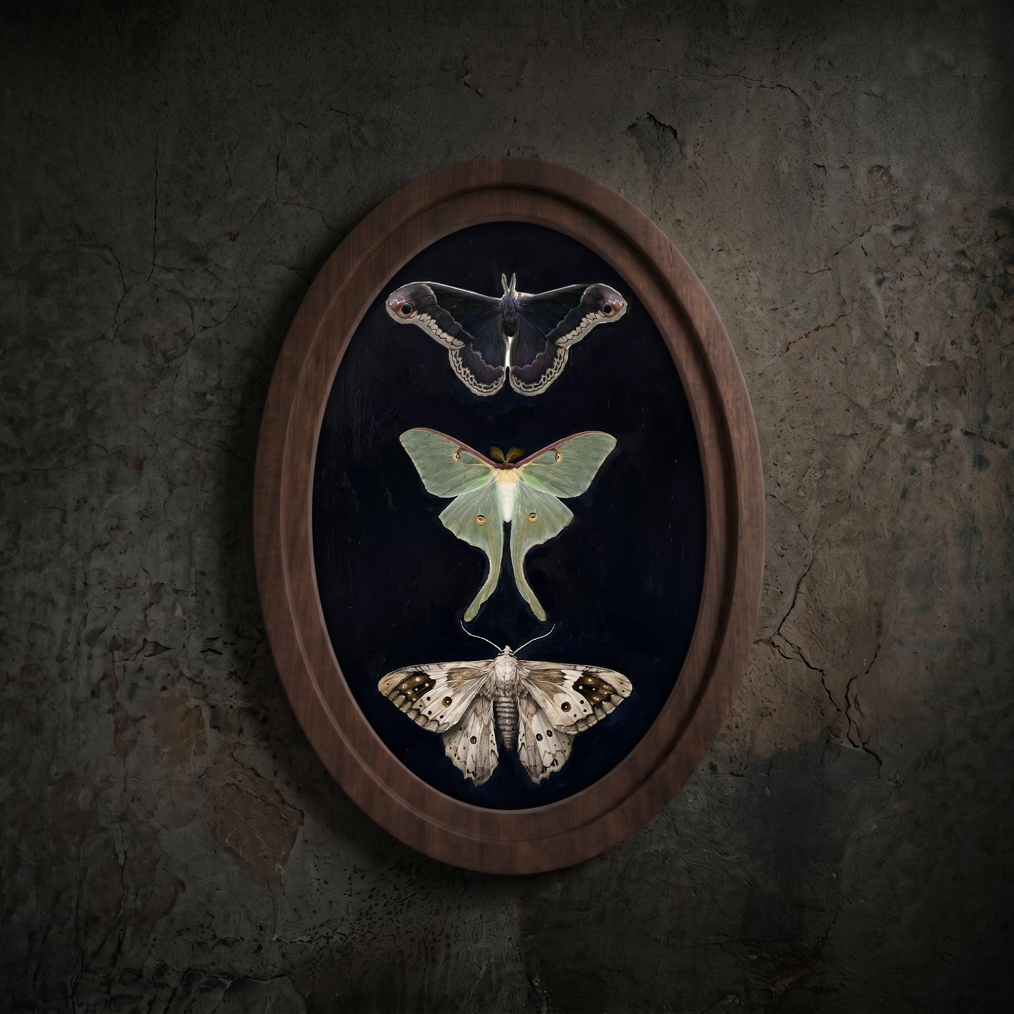 Luna Moth Art, Vintage Moth Print, Oval Wood Frame, Insect Taxidermy, Dark Academia Decor, Oval Picture Frame, Oddities Curiosities Wall Art
