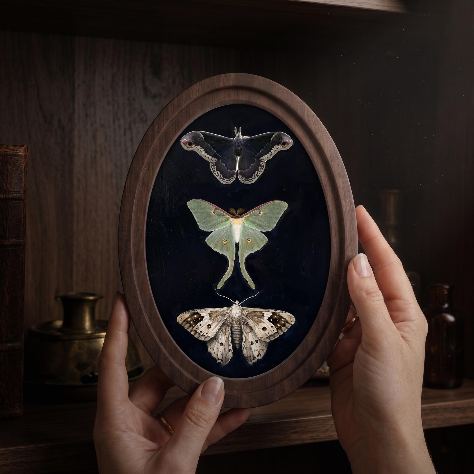 Luna Moth Art, Vintage Moth Print, Oval Wood Frame, Insect Taxidermy, Dark Academia Decor, Oval Picture Frame, Oddities Curiosities Wall Art