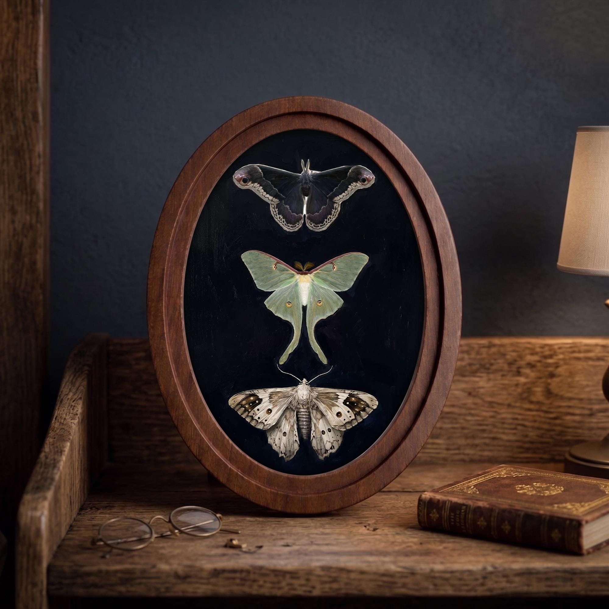 Luna Moth Art, Vintage Moth Print, Oval Wood Frame, Insect Taxidermy, Dark Academia Decor, Oval Picture Frame, Oddities Curiosities Wall Art