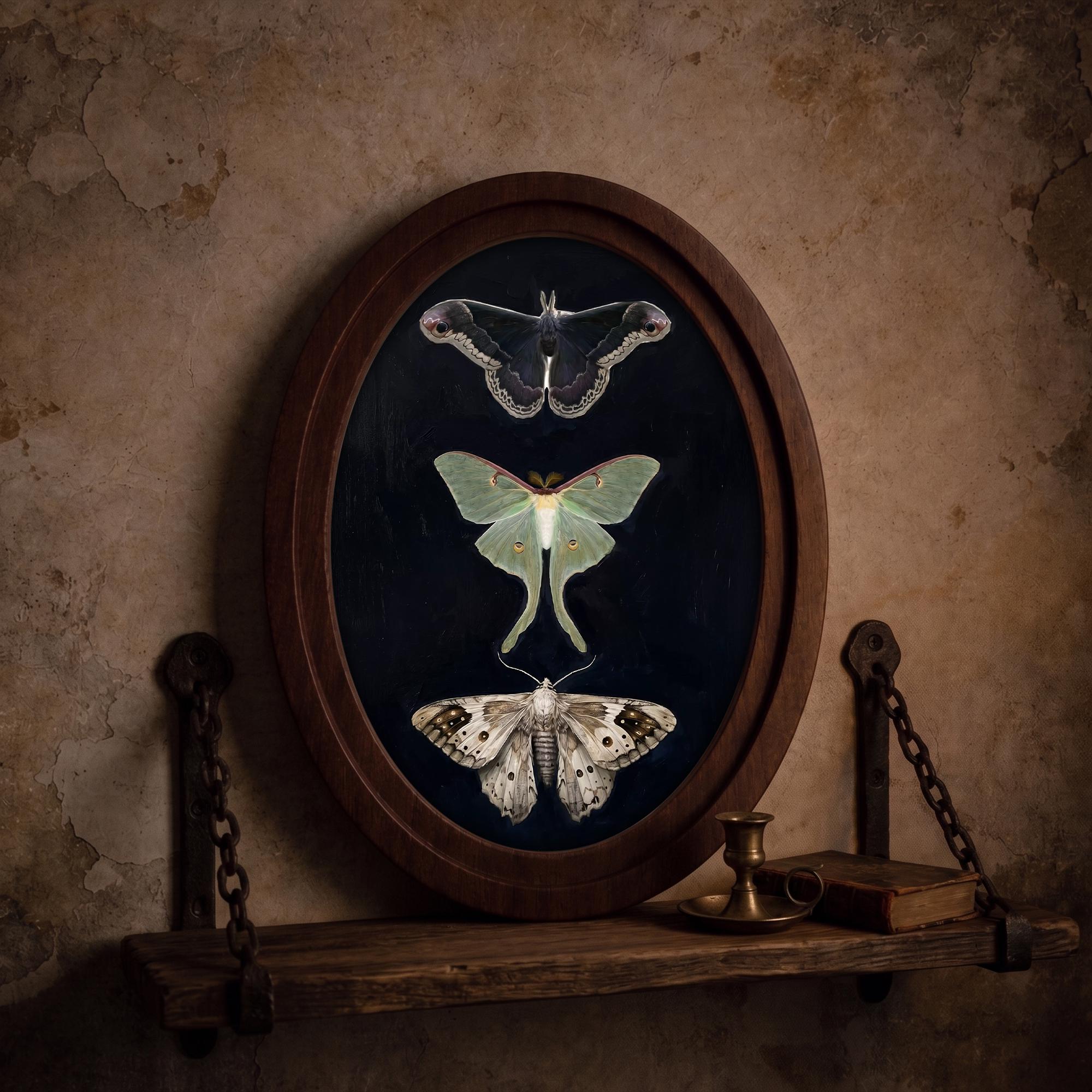 Luna Moth Art, Vintage Moth Print, Oval Wood Frame, Insect Taxidermy, Dark Academia Decor, Oval Picture Frame, Oddities Curiosities Wall Art