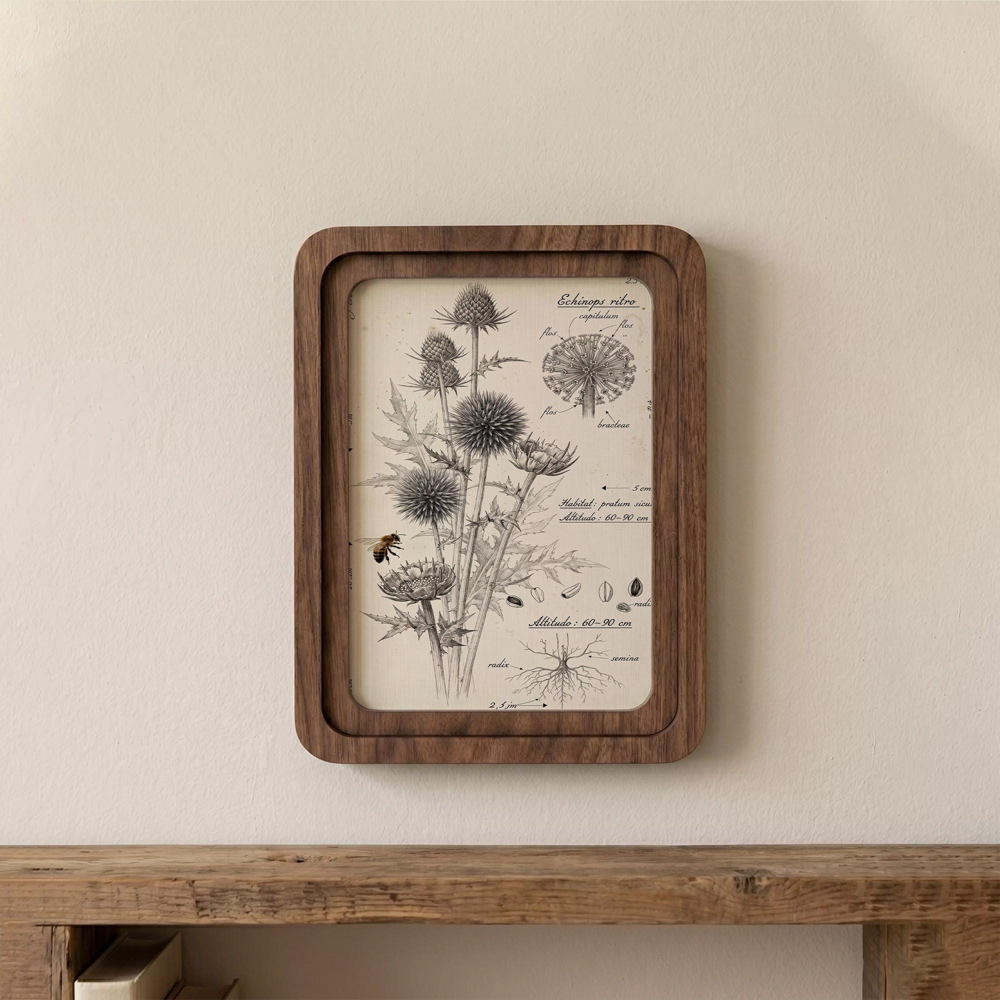 Botanical Wall Art, Vintage Thistle Flower Print, Echinops Ritro Illustration, Herbalist Gift, Wood Canvas Frame, 7x9 9x11 11x14 14x18 In
