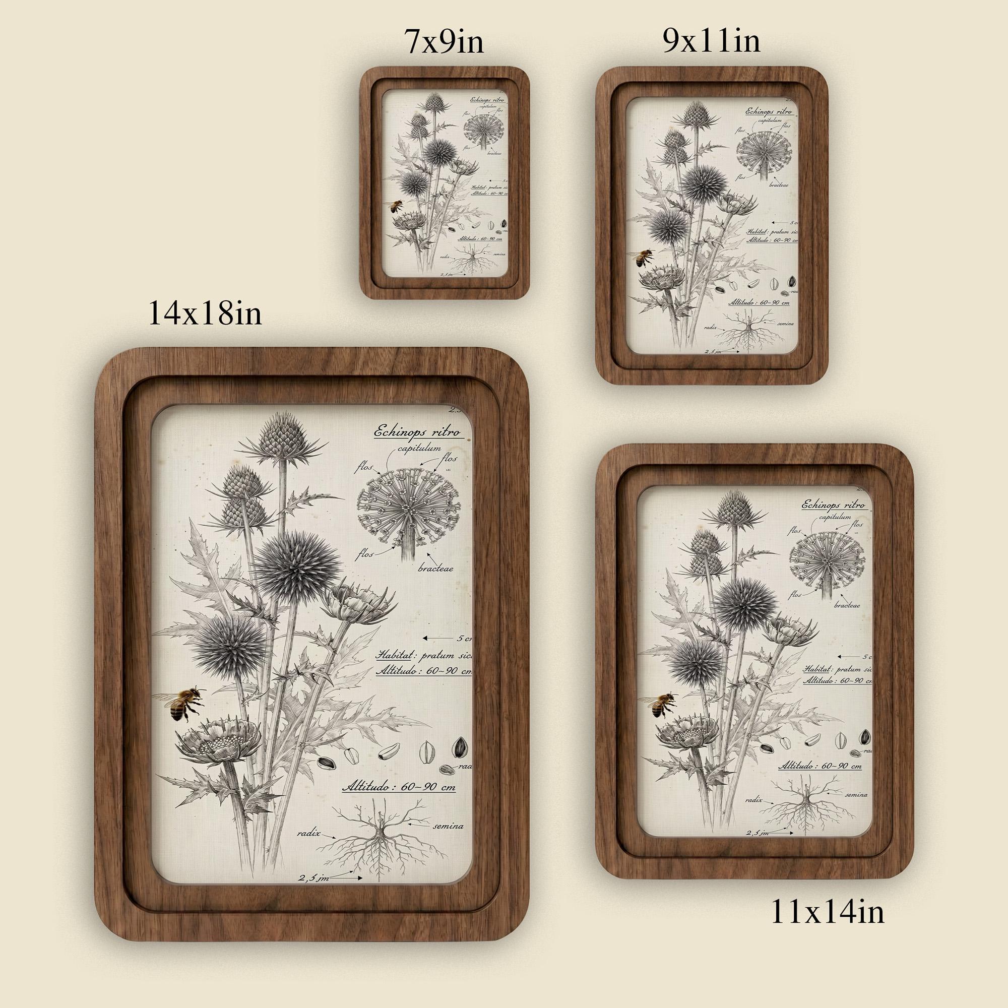 Botanical Wall Art, Vintage Thistle Flower Print, Echinops Ritro Illustration, Herbalist Gift, Wood Canvas Frame, 7x9 9x11 11x14 14x18 In