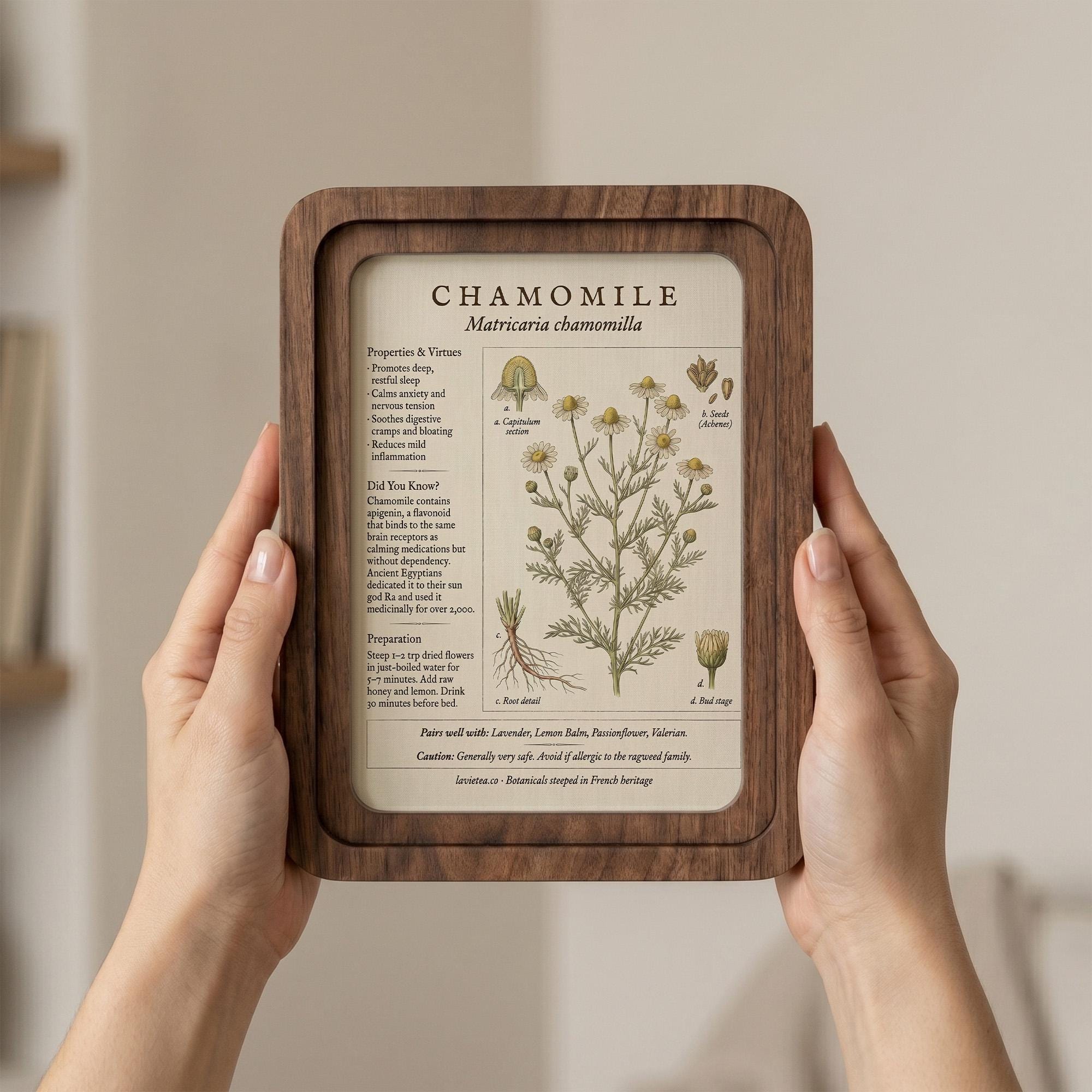 Chamomile Botanical Wall Art, Medicinal Plant Wood Frame Canvas Print, Herbalist Gift, Vintage Herb Decor, 7x9 9x11 11x14 14x18 Inches
