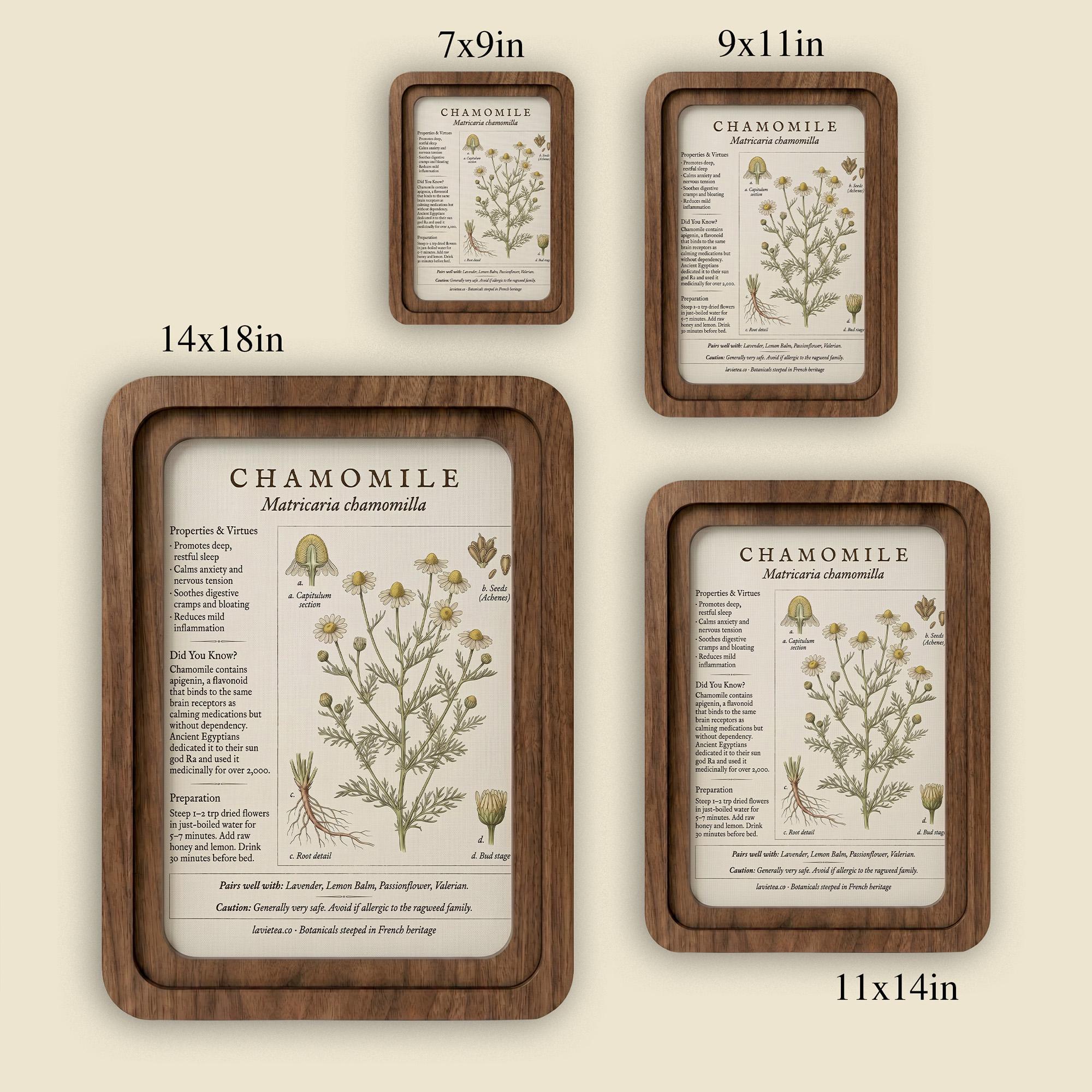 Chamomile Botanical Wall Art, Medicinal Plant Wood Frame Canvas Print, Herbalist Gift, Vintage Herb Decor, 7x9 9x11 11x14 14x18 Inches