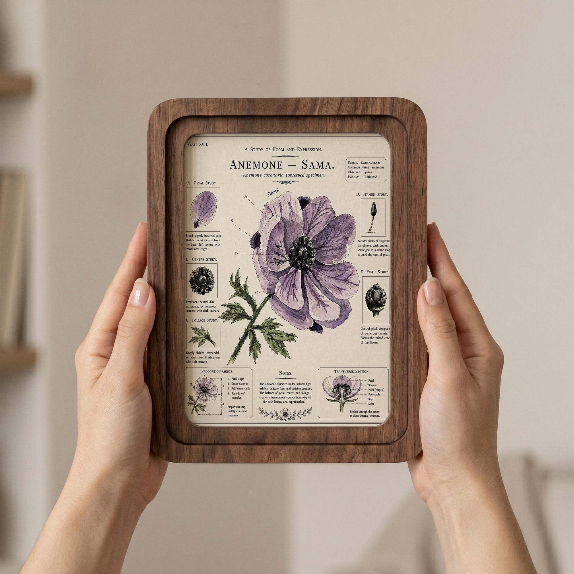 Anemone Wall Art, Purple Flower Botanical Print, Vintage Floral Decor, Framed Canvas Wood Art, Cottagecore Gift, Science Illustration, Art