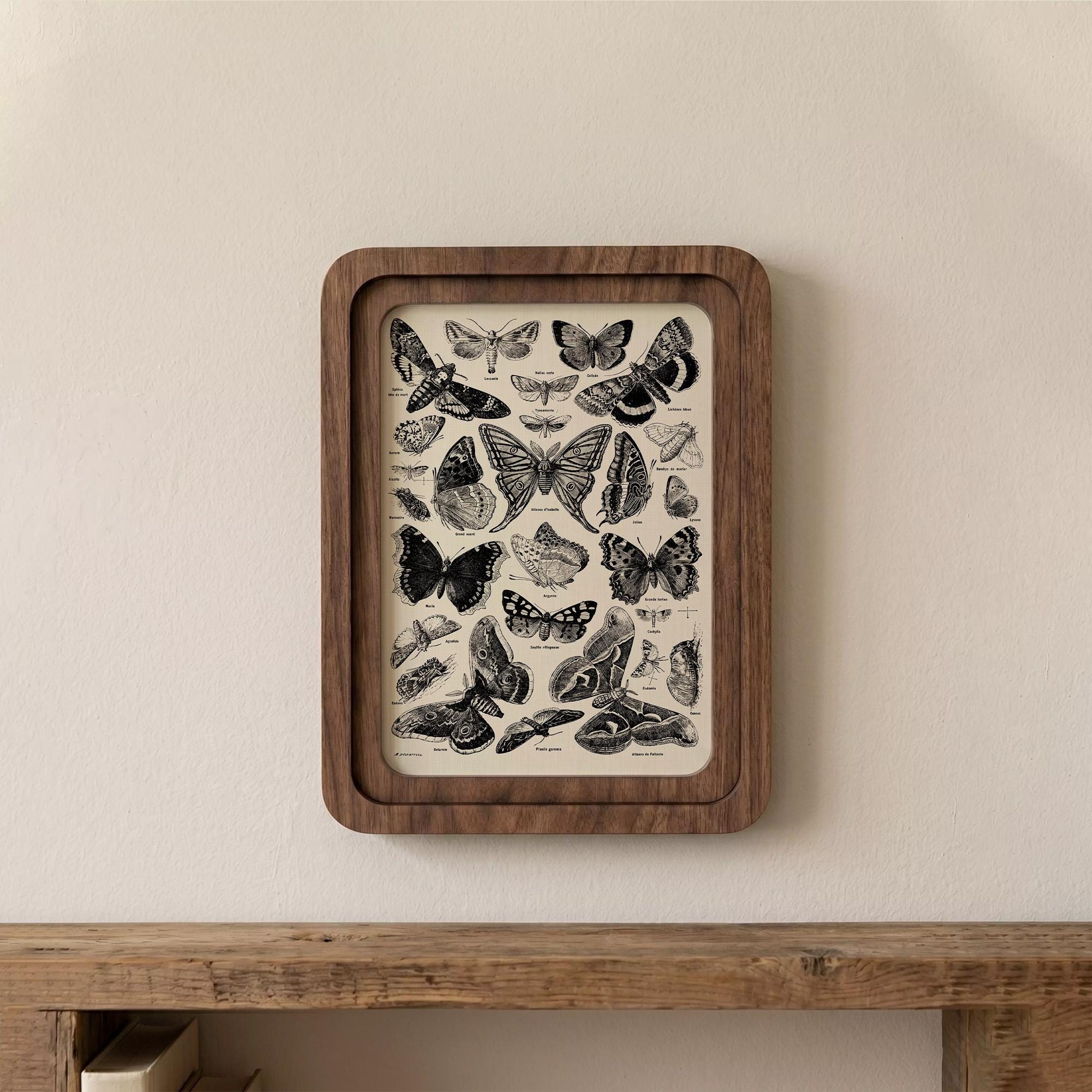 Butterfly Wall Art, Vintage Moth Print, Cottagecore Decor, Framed Canvas Wood Art, Entomologist Gift, Dark Academia Wall Decor, Nature Gift