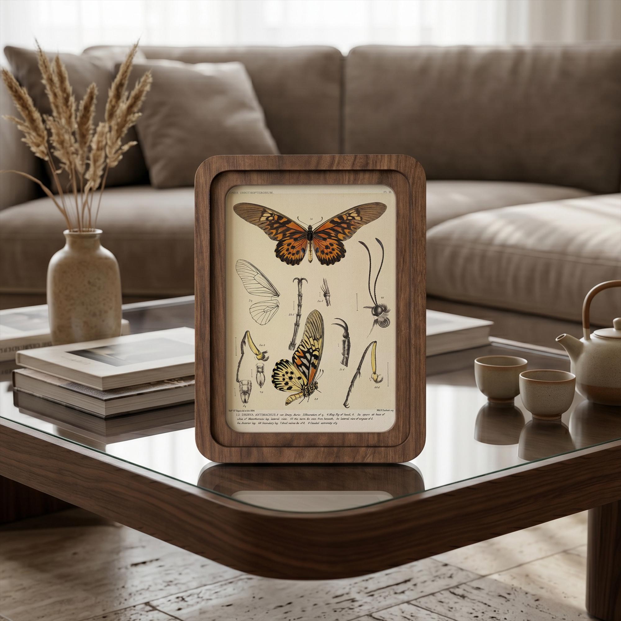 Butterfly Wall Art Vintage Butterfly Print Wood Framed Canvas Entomological Art Butterfly Taxidermy Style Print Dark Academia Room Decor