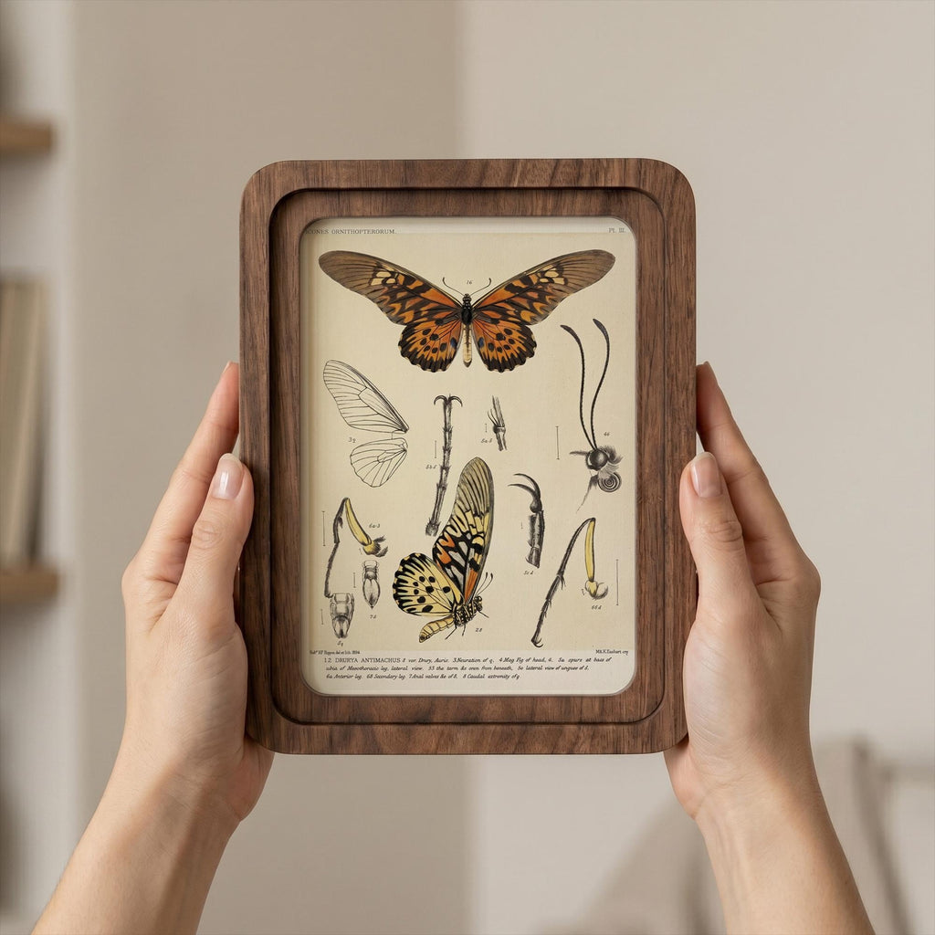 Butterfly Wall Art Vintage Butterfly Print Wood Framed Canvas Entomological Art Butterfly Taxidermy Style Print Dark Academia Room Decor