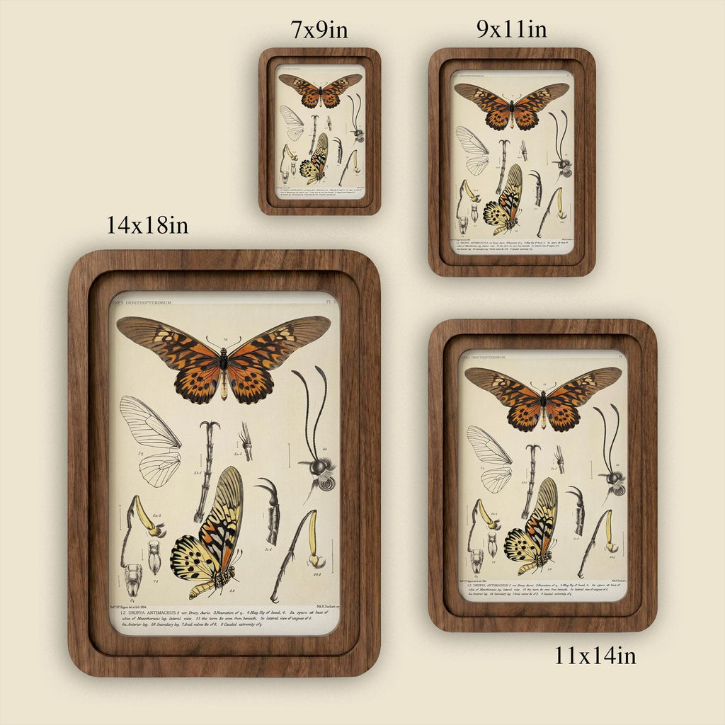 Butterfly Wall Art Vintage Butterfly Print Wood Framed Canvas Entomological Art Butterfly Taxidermy Style Print Dark Academia Room Decor