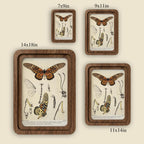 Butterfly Wall Art Vintage Butterfly Print Wood Framed Canvas Entomological Art Butterfly Taxidermy Style Print Dark Academia Room Decor