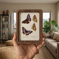 Purple Butterfly Wall Art Vintage Butterfly Print Wood Framed Canvas Butterfly Illustration Dark Academia Decor Aesthetic Nature Lover Gift