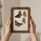 Purple Butterfly Wall Art Vintage Butterfly Print Wood Framed Canvas Butterfly Illustration Dark Academia Decor Aesthetic Nature Lover Gift