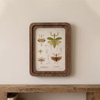 Praying Mantis Wall Art Vintage Entomology Print Wood Framed Canvas Insect Illustration Mantis Decor Dark Academia Art Science Teacher Gift
