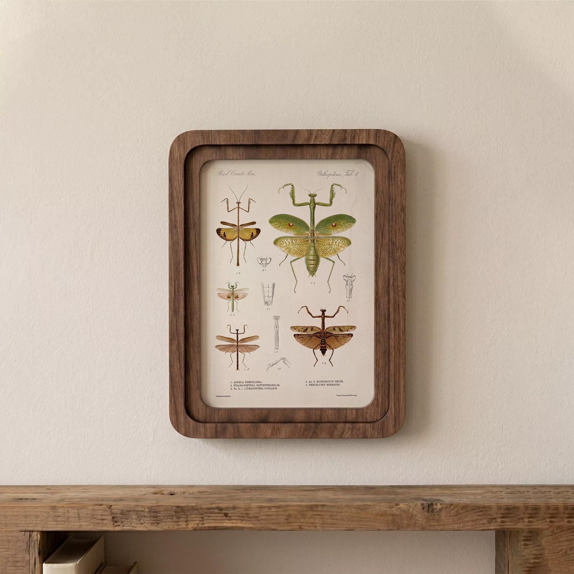 Praying Mantis Wall Art Vintage Entomology Print Wood Framed Canvas Insect Illustration Mantis Decor Dark Academia Art Science Teacher Gift