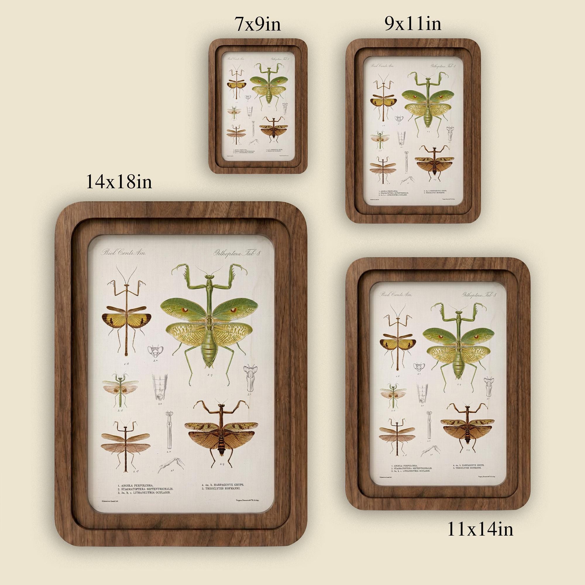 Praying Mantis Wall Art Vintage Entomology Print Wood Framed Canvas Insect Illustration Mantis Decor Dark Academia Art Science Teacher Gift